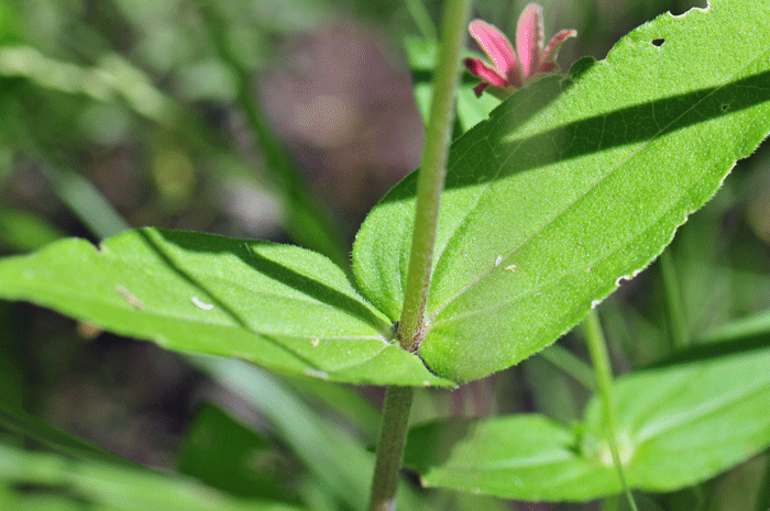Peruvian Zinnia leaves are green; the blades are broadly triangular or broadly lanceolate, note here that the leaves are without a supporting stem and the bases are clasping to the stem; leaf surface is rough. Zinnia peruviana